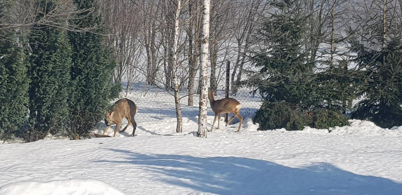 Dom Grabowa Z Sauna I Podgrzewanym Basenem Gilowice  Esterno foto